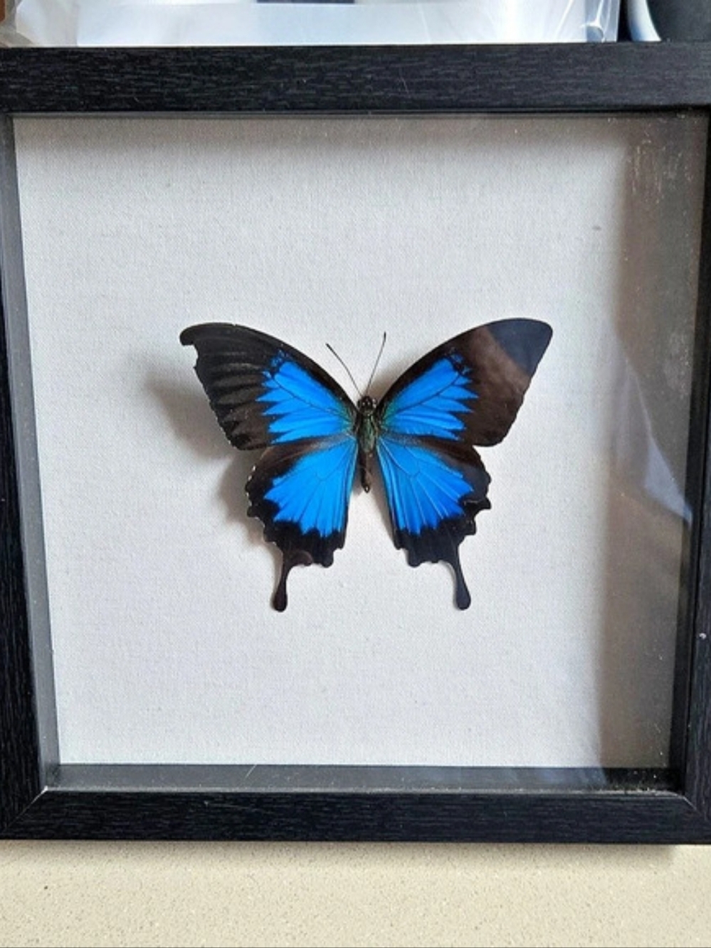 Papilio Ulysses Taxidermy Shadow Box Framed Blue Butterfly Wall Art